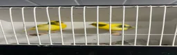 Mixed Breed birds for sale: Canaries, budgies - Advert 10