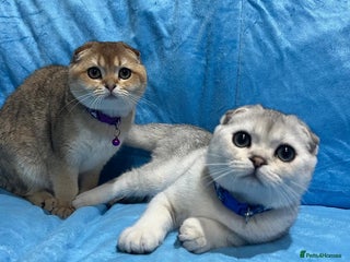 Scottish Fold cats Scottish Fold Kittens - Advert 10