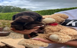 Cocker Spaniel dogs for sale: 7 gorgeous cocker spaniel puppy’s 🐶 - Image 1