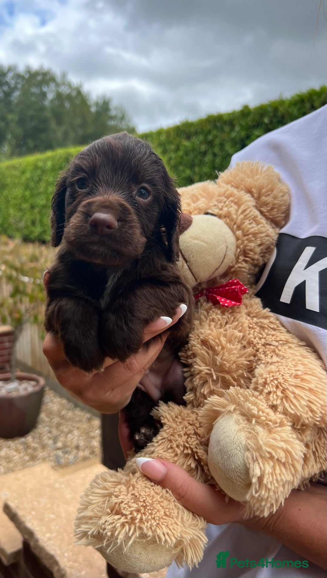Cocker Spaniel dogs for sale: 7 gorgeous cocker spaniel puppy’s 🐶 - Image 1