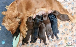 Mixed Breed dogs for sale: Cocker spaniel & boarder collie cross  - Image 11