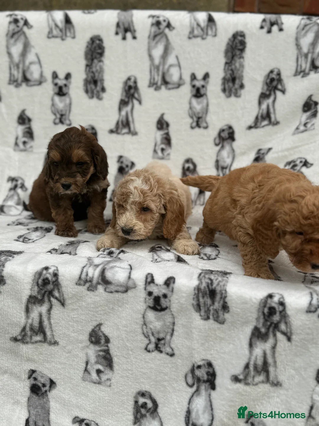 Cockapoo dogs for sale: Ready now!!Beautiful mini cockapoo puppy’s🩷🩵 - Advert 31