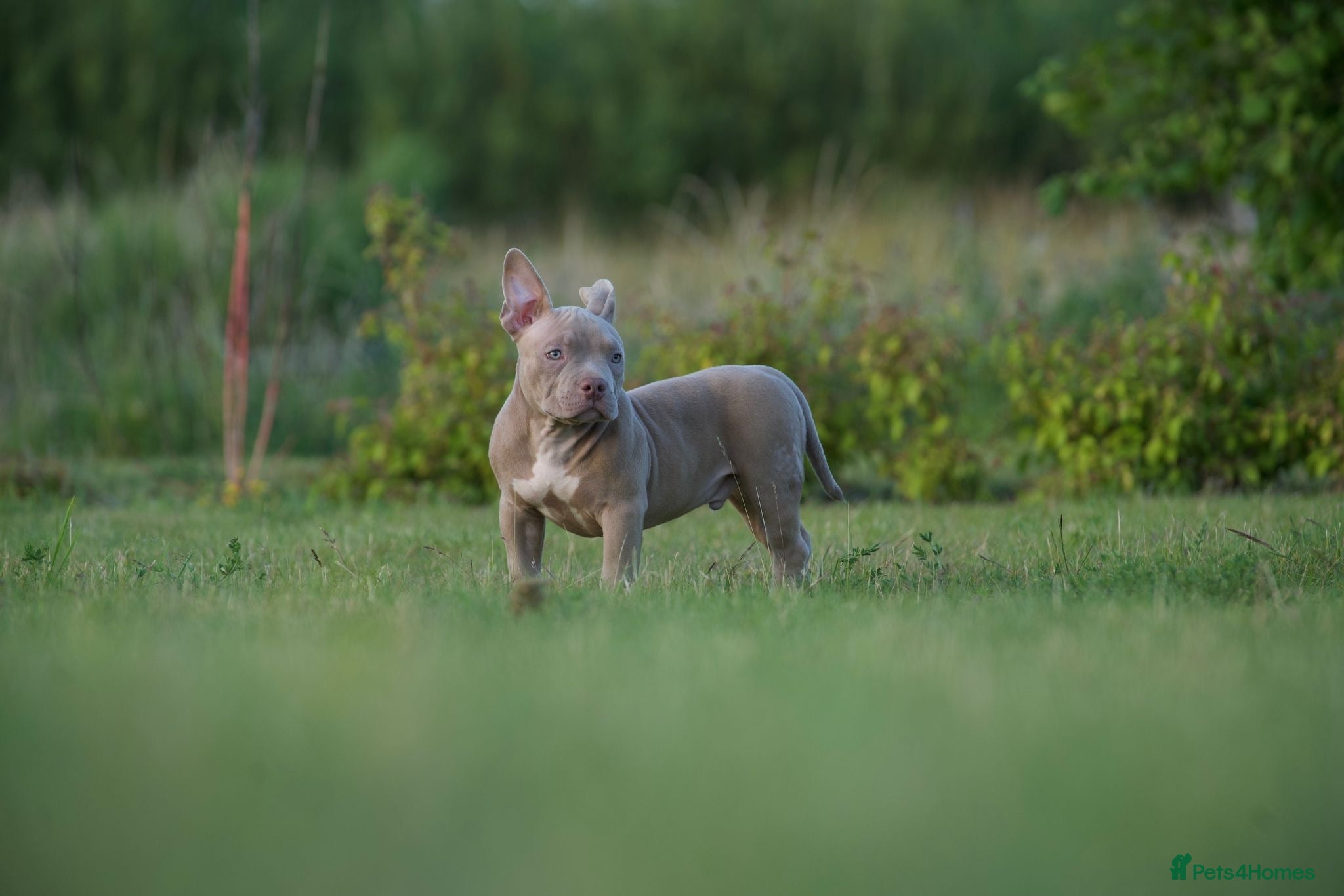 American Bully dogs Lushion x LaGerza Pocket Bully Puppies  - Advert 2