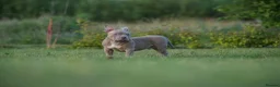 American Bully dogs for sale: Lushion x LaGerza Pocket Bully Puppies  - Advert 2