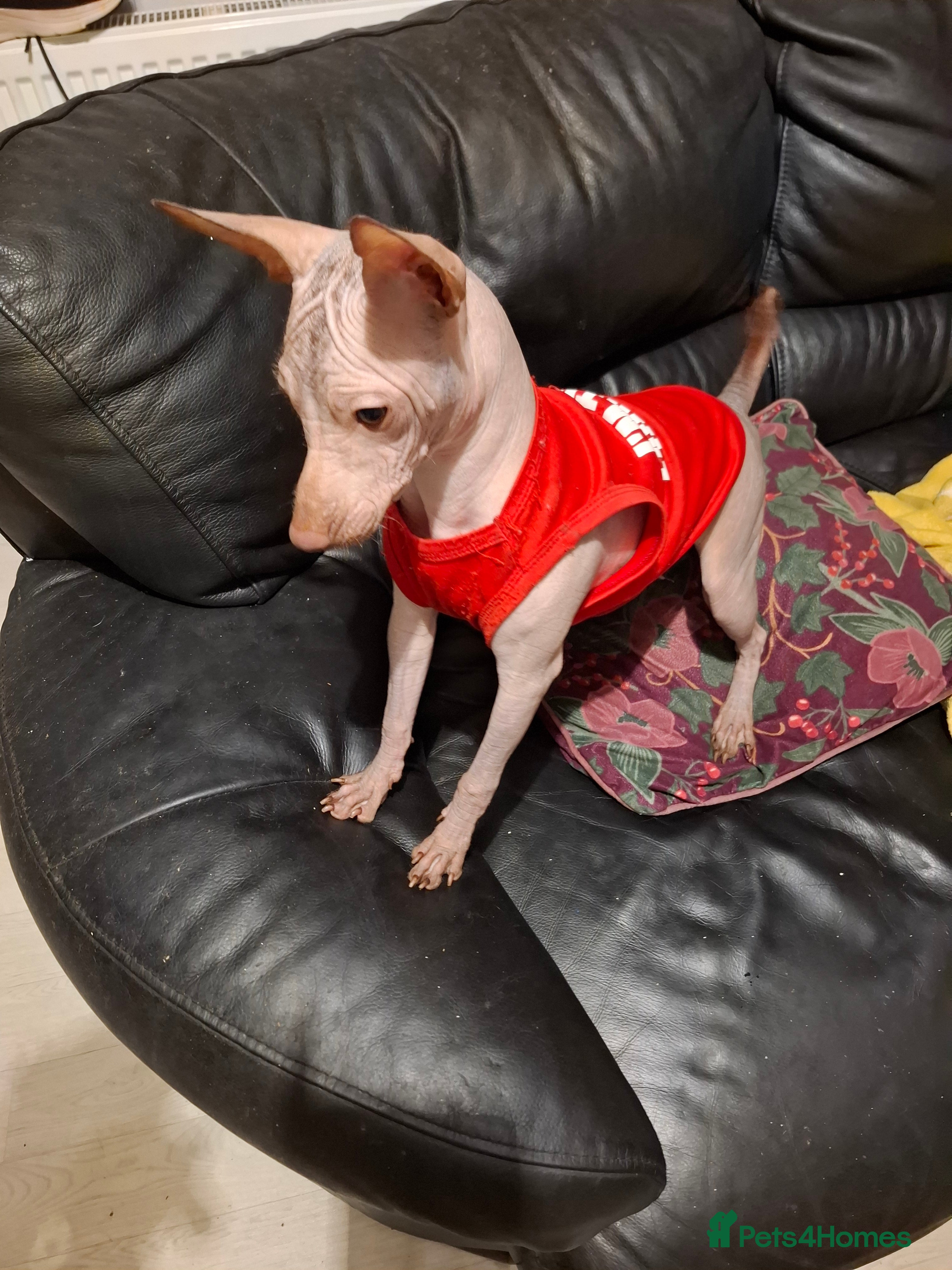 Mexican Hairless dogs Beautiful little boy 18week old - Advert 1