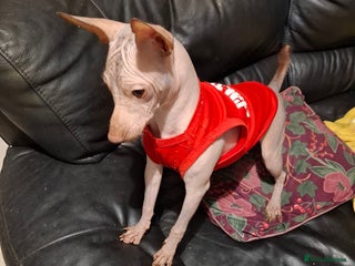 Mexican Hairless dogs Beautiful little boy 18week old - Advert 3