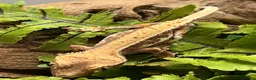 Gecko reptiles for sale: CB25 Crested Geckos | Dalmatian & Lily White  - Advert 7