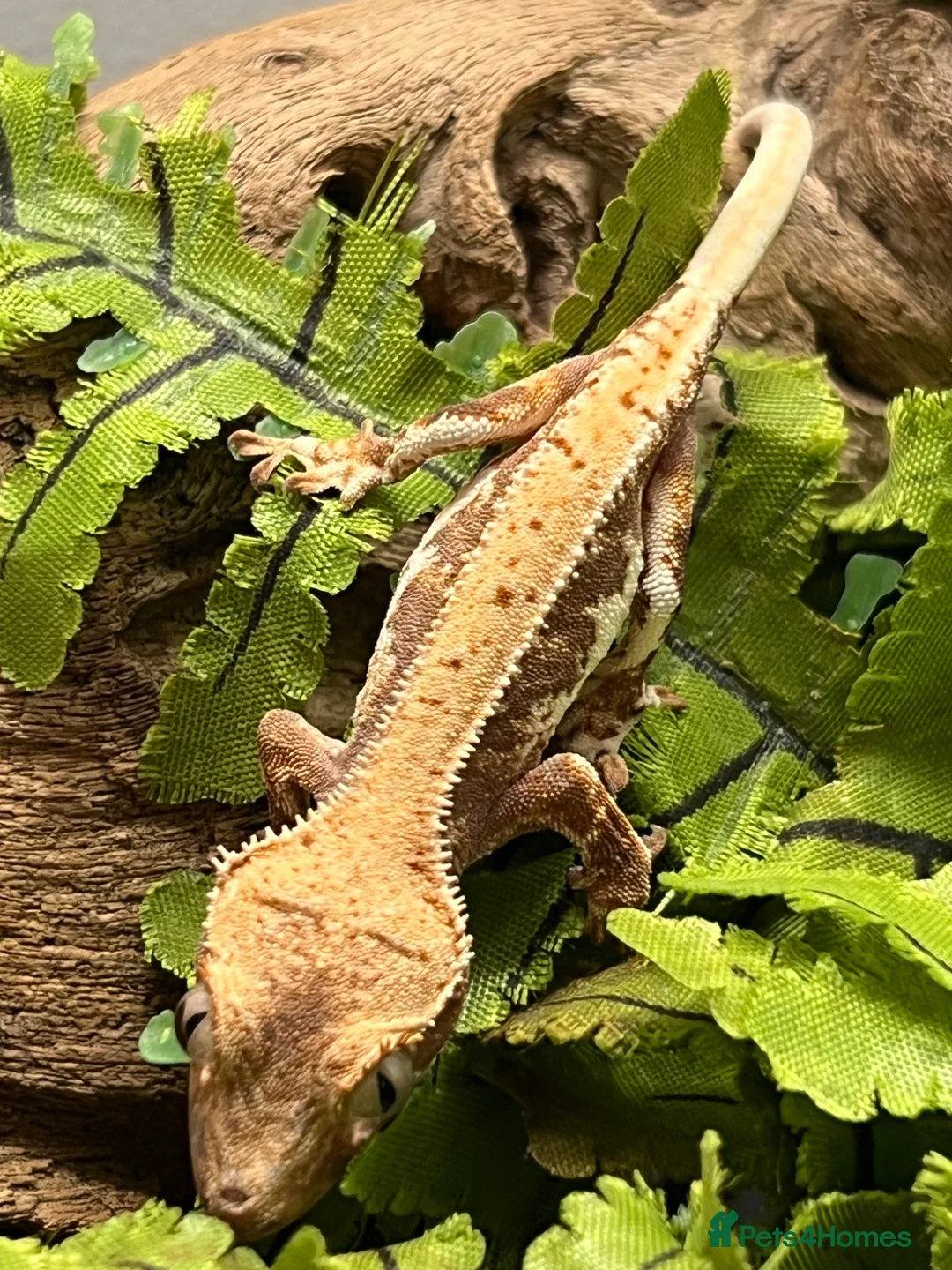 Gecko reptiles for sale: Crested Gecko Babies | Dalmatian & Lily White  - Advert 8