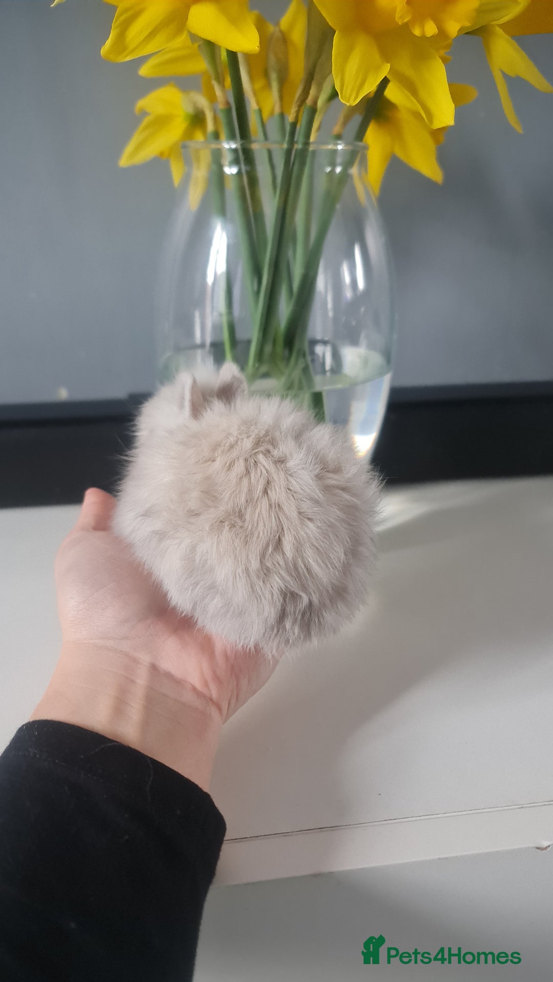 Angora rabbits for sale: Baby bunnies - Advert 3