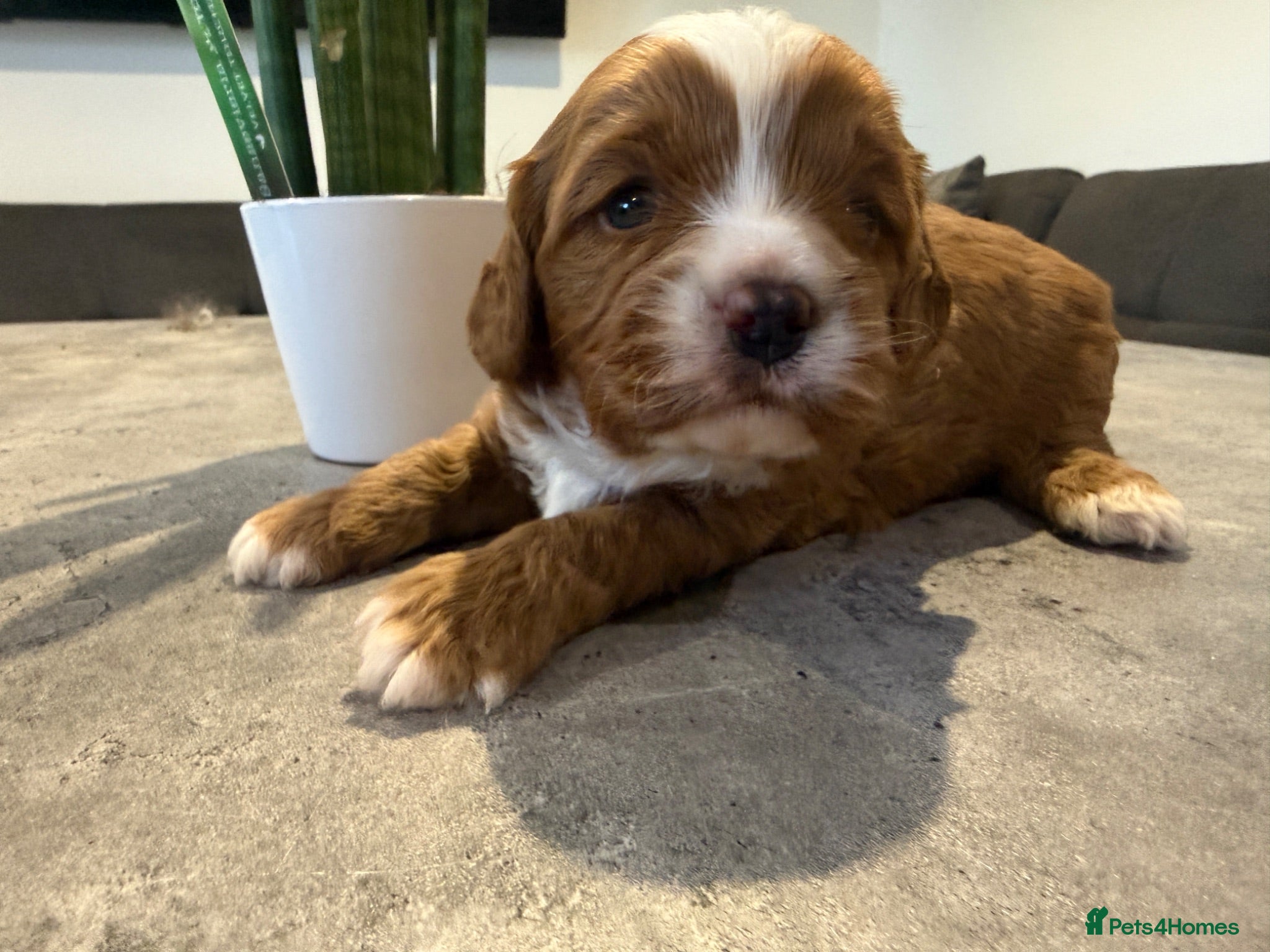 Cavapoo dogs Cavapoo puppies,health tested parents 5* licensed  - Advert 1