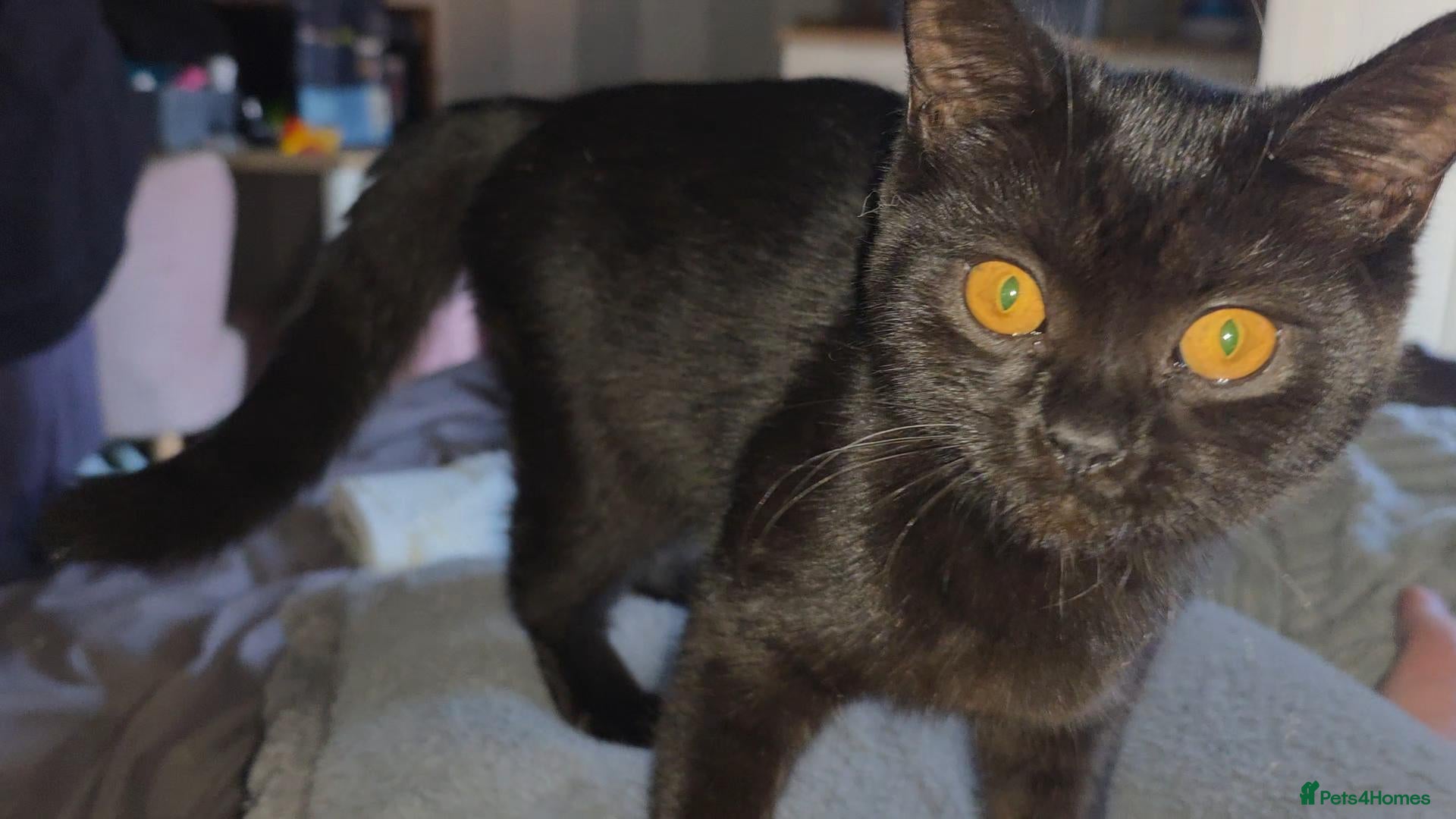 British Shorthair cats ONLY GIRL LEFT - Advert 4