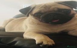Pug dogs for sale: beautiful fawn boy pug - Image 4