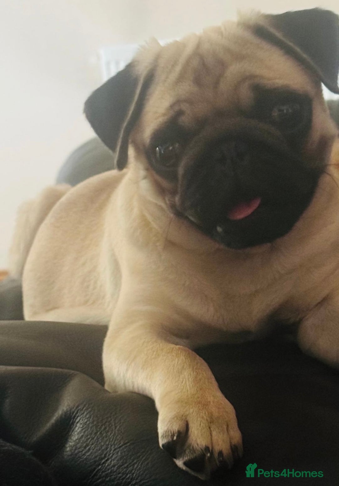 Pug dogs for sale: beautiful fawn boy pug - Image 4