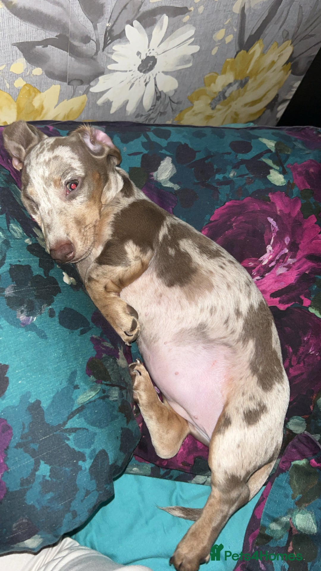 Miniature Dachshund dogs for sale: Silver dapple dachshund  - Advert 8