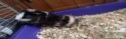 Guinea Pig rodents for sale: Male Guinea Pig pairs - Advert 6