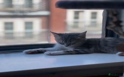 Domestic Shorthair cats for sale: Lovely Grey & White Kitten – Friendly & Playful - Image 3