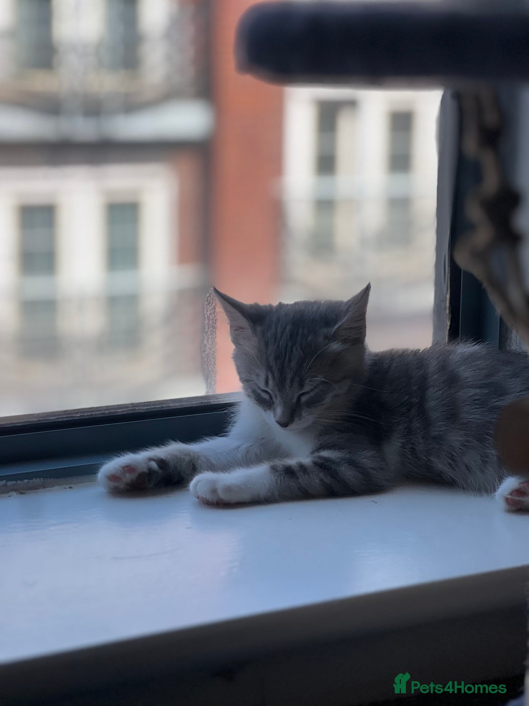 Domestic Shorthair cats for sale: Lovely Grey & White Kitten – Friendly & Playful - Image 3