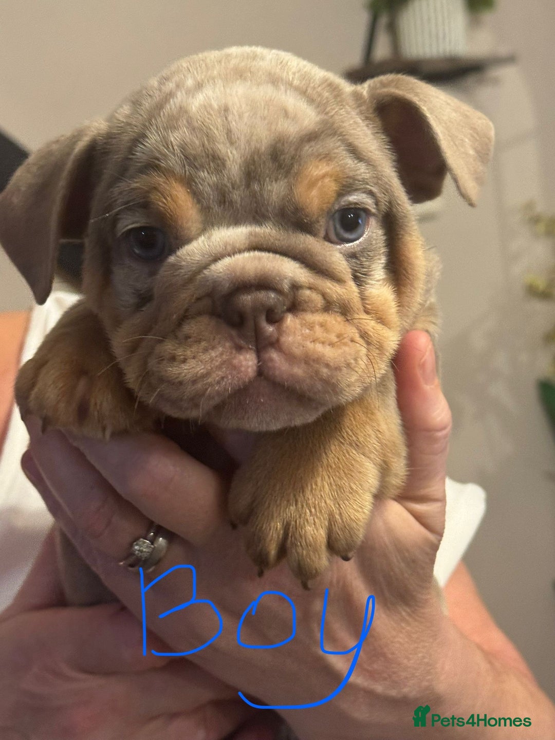 English Bulldog dogs for sale:  🔥TOP BLOOD LINES 🔥 ENGLISH BULLDOGS  - Advert 1