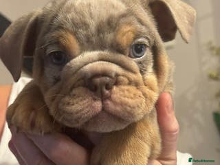 English Bulldog dogs 🔥TOP BLOOD LINES 🔥 ENGLISH BULLDOGS - Advert 9