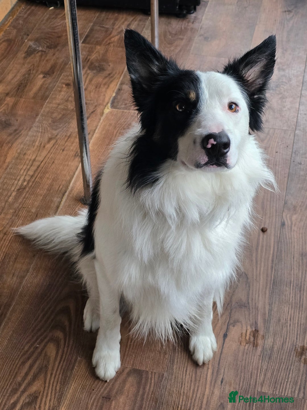 Border Collie dogs for sale: Border collie  - Advert 3