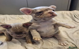 French Bulldog dogs for sale: Last 2 females dwkc frenchies - Image 14