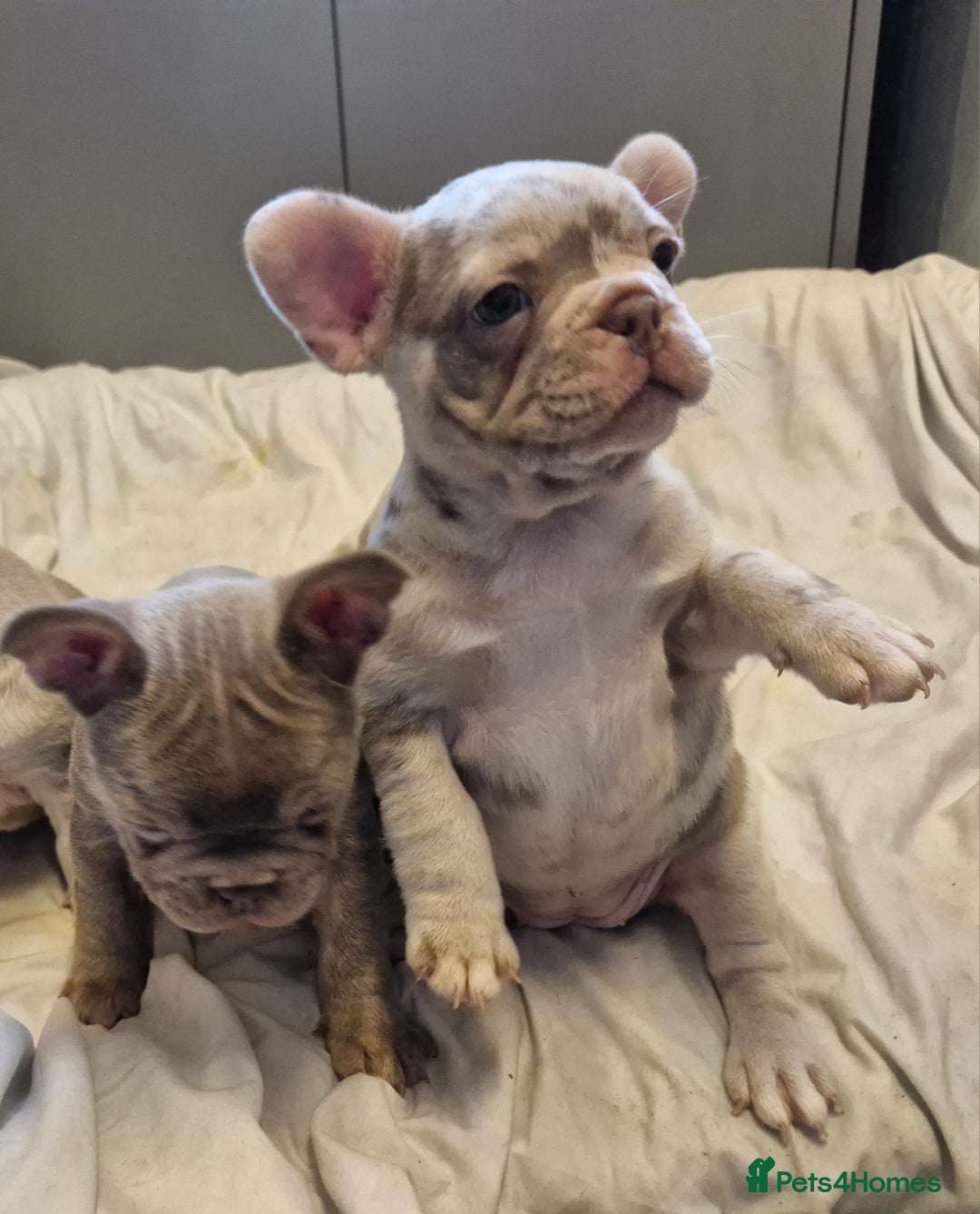 French Bulldog dogs for sale: Last 2 females dwkc frenchies - Image 14
