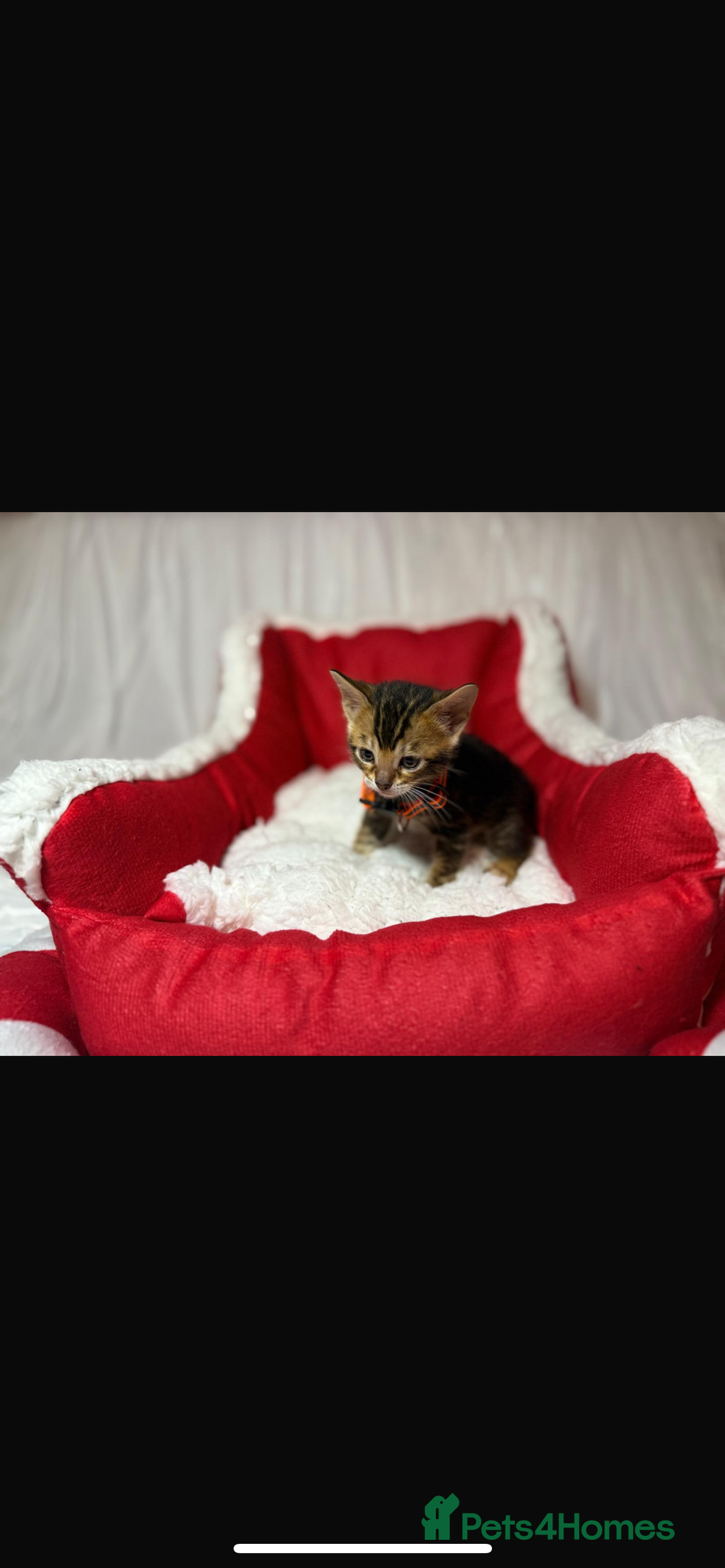 Bengal cats for sale: 🐆Bella's Bengals🐆 - Advert 14