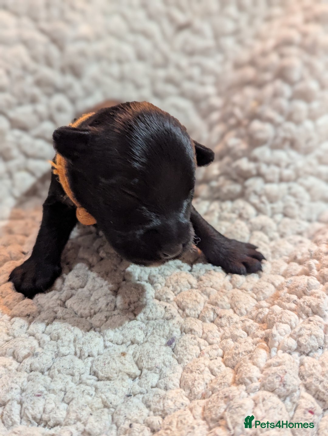 Miniature Schnauzer dogs for sale: Kc reg miniature schnauzers pups available  - Advert 6