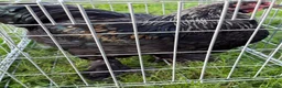 Chickens poultry for sale: Pair of brahmas - Advert 17