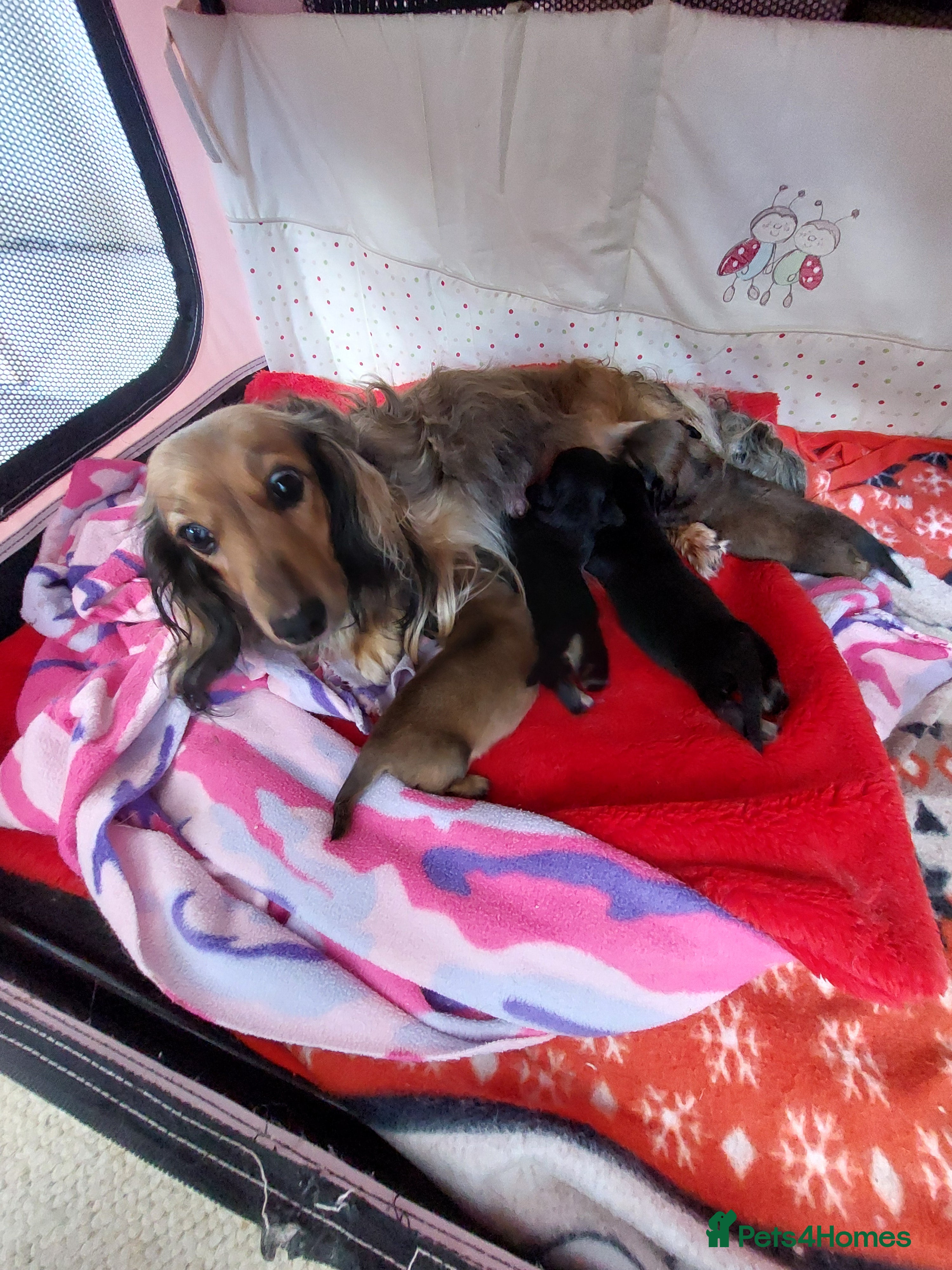 Miniature Dachshund dogs for sale: PEDIGREE MINI LONG HAIRED DACHSHUNDS PICS COMING - Advert 1