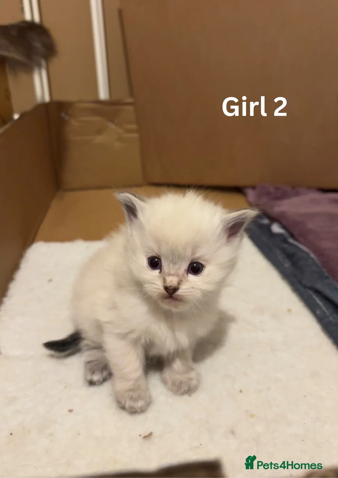 Ragdoll cats for sale: ✨Ragdoll Kittens for Sale - Advert 6