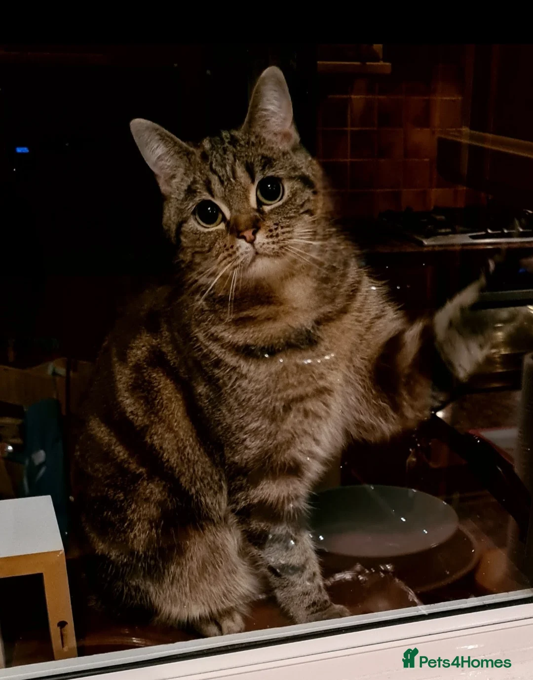 Mixed Breed cats for sale: Beautiful tabby girl looking for new home - Advert 2
