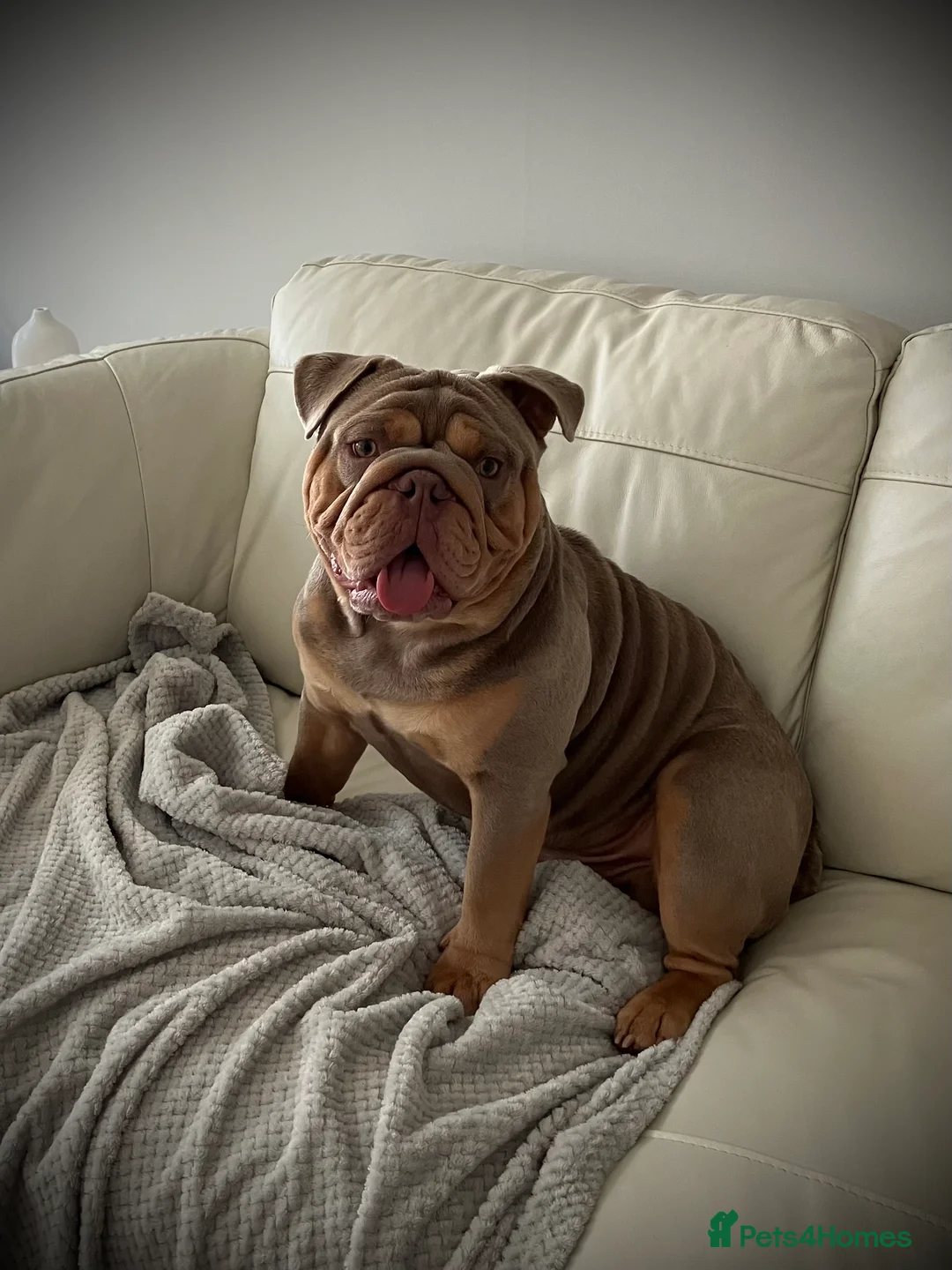 English Bulldog dogs for stud: ⭐️Proven English Bulldog available for stud⭐️ in Solihull - Advert 10