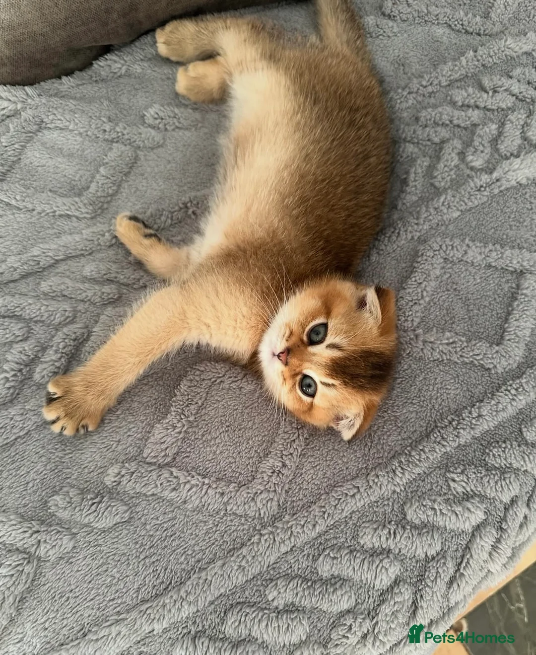 Scottish Fold cats for sale: Gorgeous Golden & Blue Scottish Fold Kittens - Advert 1