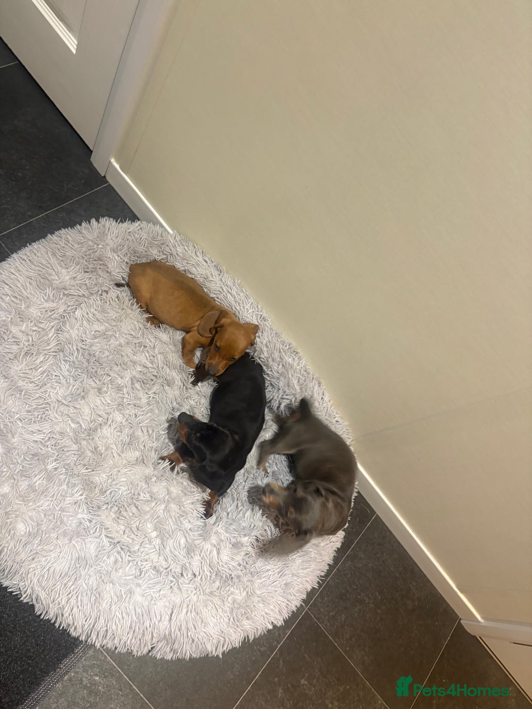 Miniature Dachshund dogs for sale: Beautiful babies ready for there5⭐️ home - Advert 7