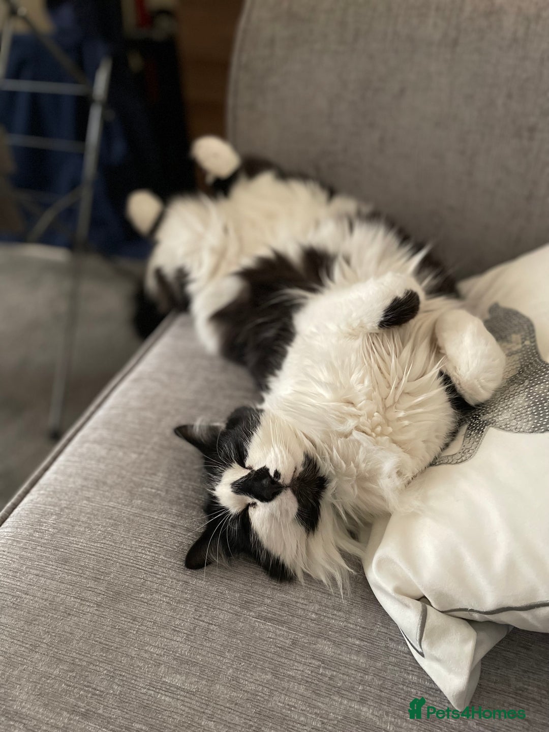 Domestic Shorthair cats for sale: Jesse - male 7 years old - Advert 6