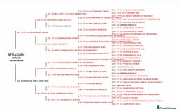 Labrador Retriever dogs for sale: KC Registered Health Tested Red & Black Labs - Image 9