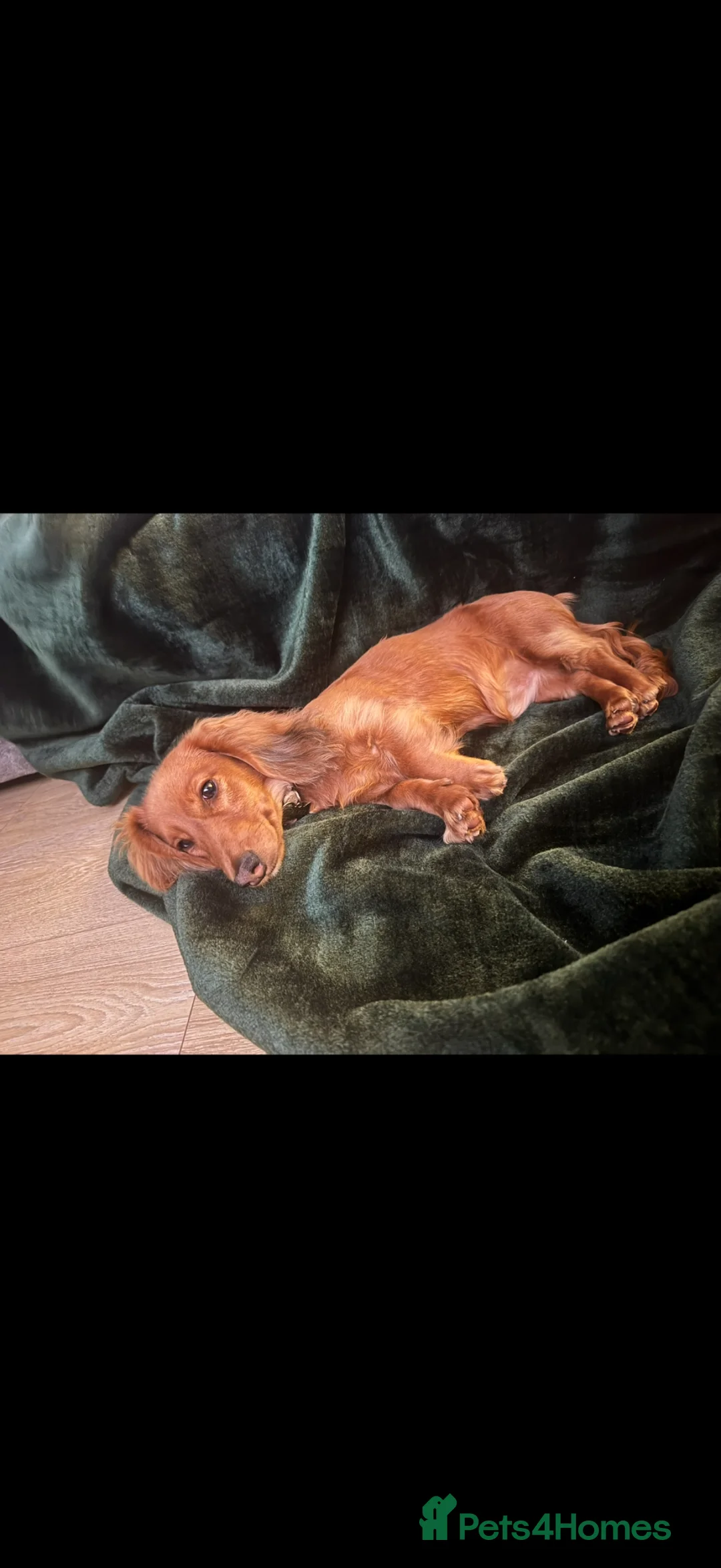 Miniature Dachshund dogs for sale: Long Haired Miniature Dachshund  - Advert 2