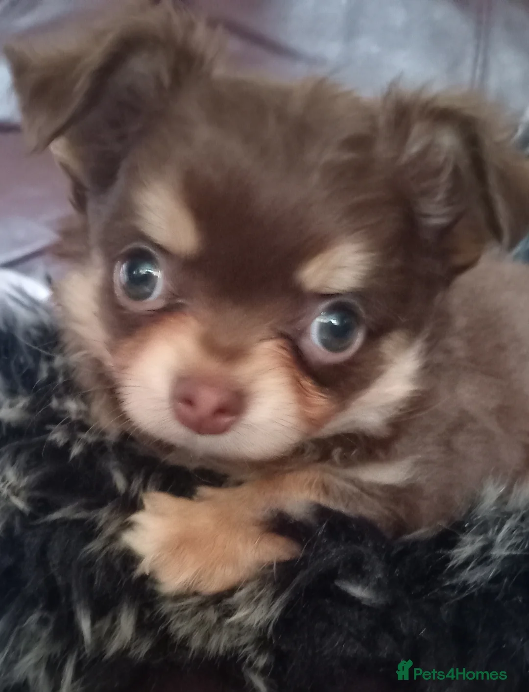 Chihuahua dogs for sale: Chihuahua long coat puppies in Peterborough - Advert 1