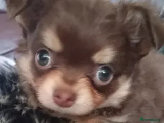 Chihuahua dogs Chihuahua long coat puppies - Advert 1