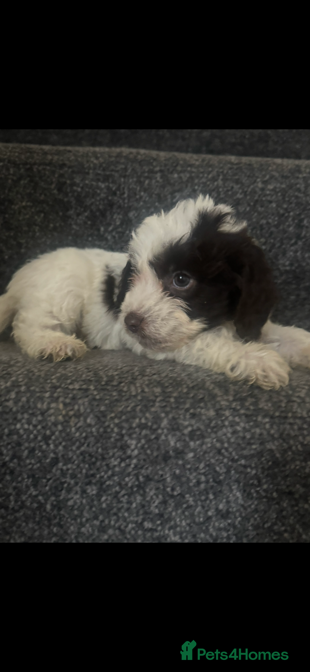 Cockapoo dogs for sale: Cockapoo puppies  - Advert 2