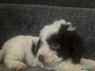 Cockapoo dogs Cockapoo puppies - Advert 14