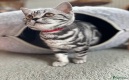 British Shorthair cats for sale: ❤️❤️ GORGEOUS SILVER TABBY BSH GCCF ❤️❤️ - Image 2