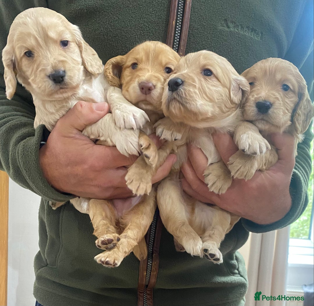 Cocker Spaniel dogs for sale: Working cocker spaniel puppies  - Image 6