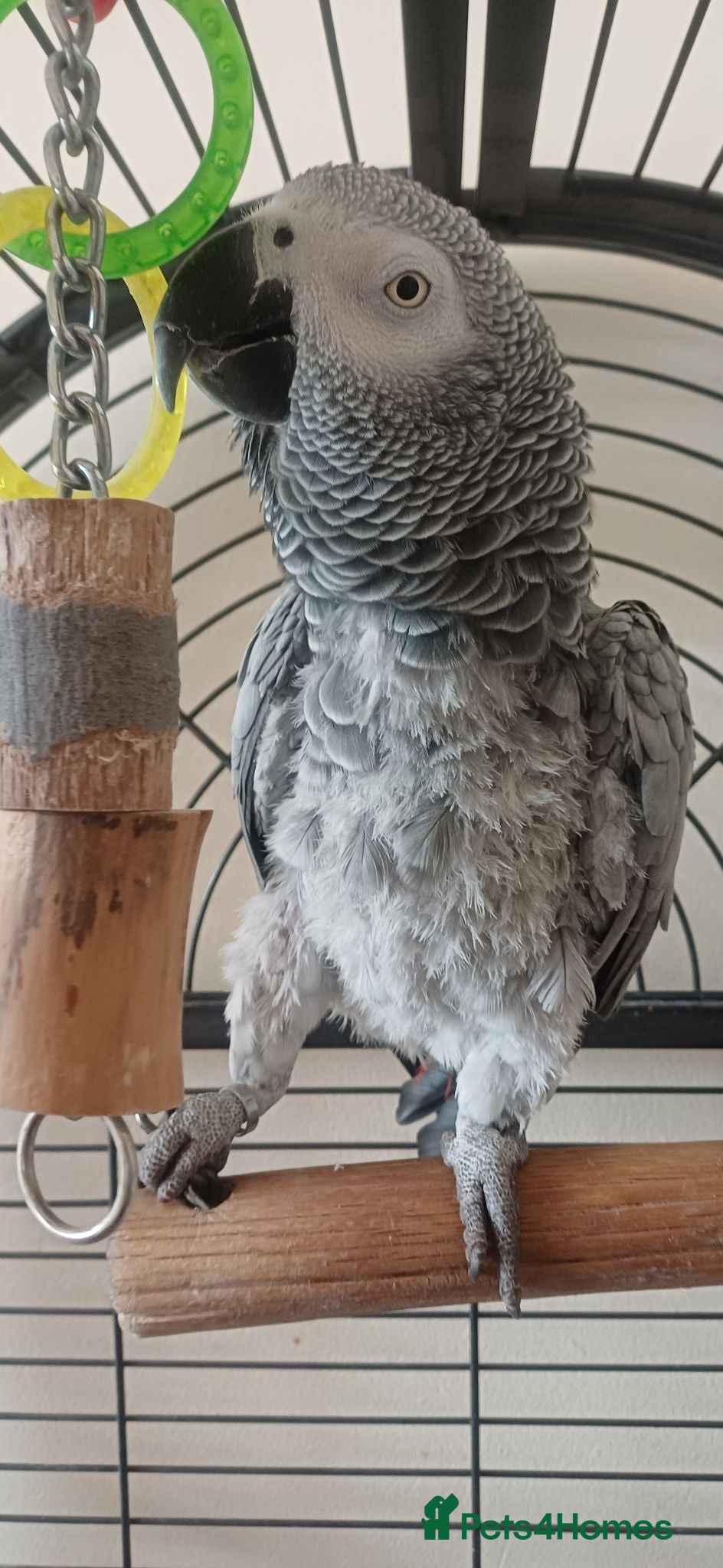 Parrots birds African grey parrot - Advert 1
