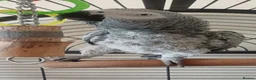 Parrots birds for sale: African grey parrot - Advert 1