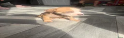 Mixed Breed dogs for sale: American bulldog x Husky puppies  - Advert 17