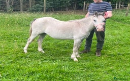 Welsh Section A horses for sale: Registered Welsh Section A yearling filly - Image 4