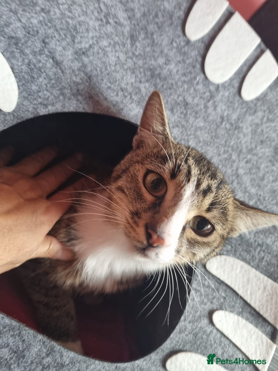 Mixed Breed cats for adoption: TOM -a friendly & proud boy- needs a Loving Home - Image 1