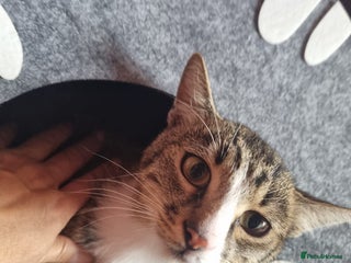 Mixed Breed cats - Advert 6